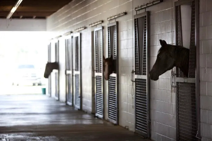 Waller Equine Hospital 12