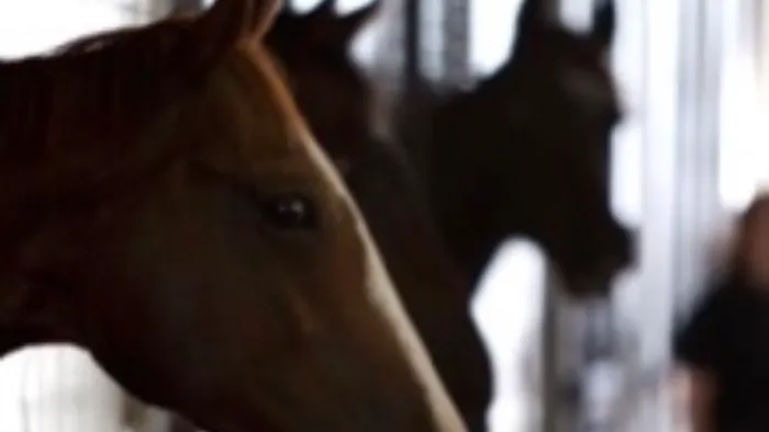 Waller Equine Hospital 12