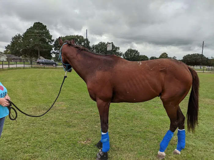 Waller Equine Hospital 12