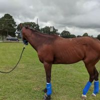 Waller Equine Hospital ico