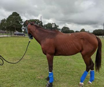 Waller Equine Hospital