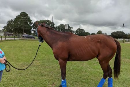 Waller Equine Hospital