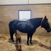 Equine Partners Veterinary Service ico