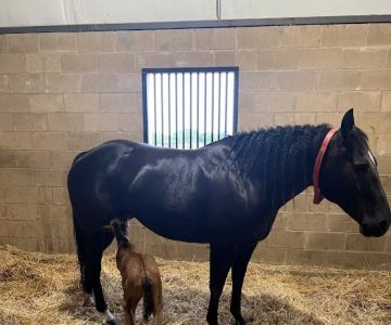 Equine Partners Veterinary Service