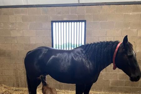 Equine Partners Veterinary Service
