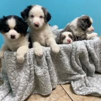 Stoneside Veterinary Hospital ico