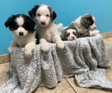 Stoneside Veterinary Hospital