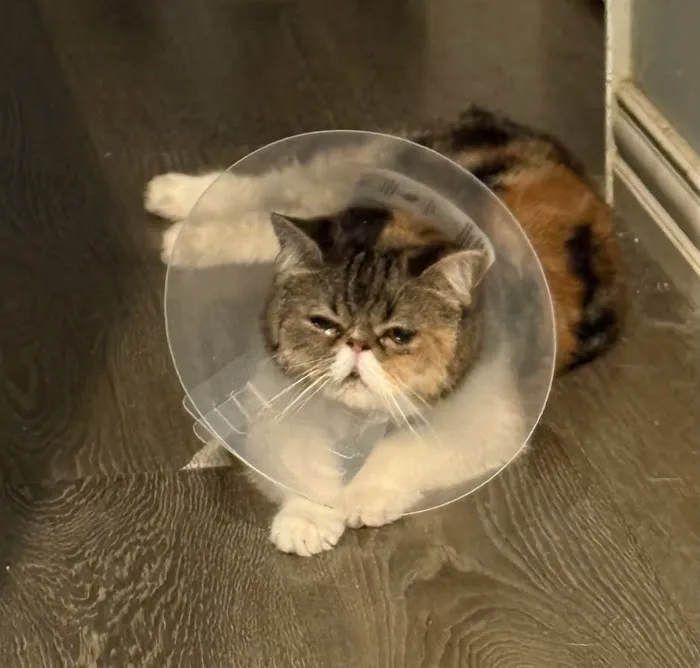 AZ Mobile Pet Vaccines 12