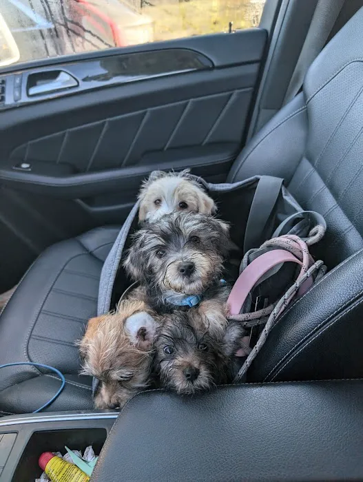 AZ Mobile Pet Vaccines 12
