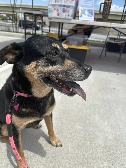 AZ Mobile Pet Vaccines 12