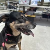 AZ Mobile Pet Vaccines ico
