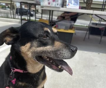 AZ Mobile Pet Vaccines