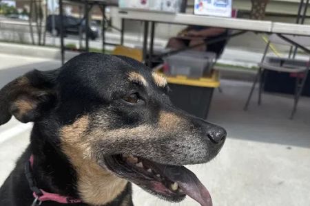 AZ Mobile Pet Vaccines