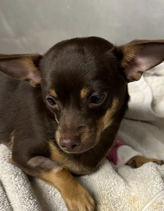 Aldrich Animal Hospital 1