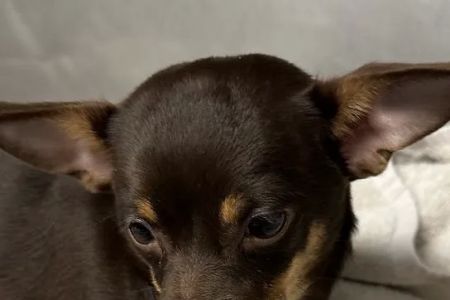 Aldrich Animal Hospital