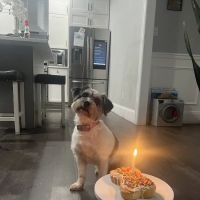 West Babylon Animal Hospital ico
