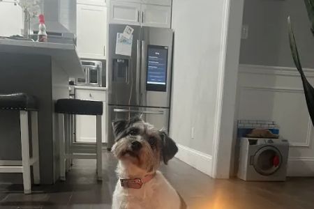 West Babylon Animal Hospital