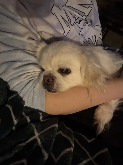 West Babylon Animal Hospital 4