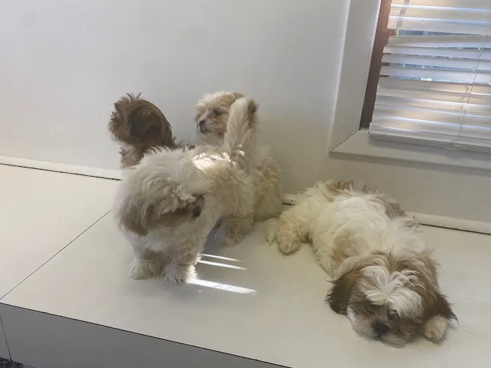 West Babylon Animal Hospital 8