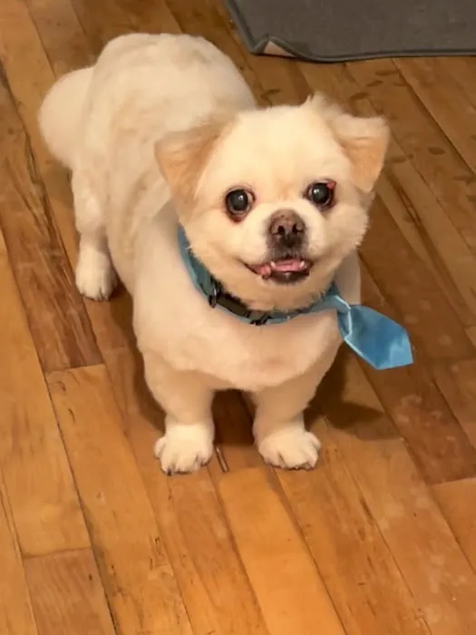 West Babylon Animal Hospital 6