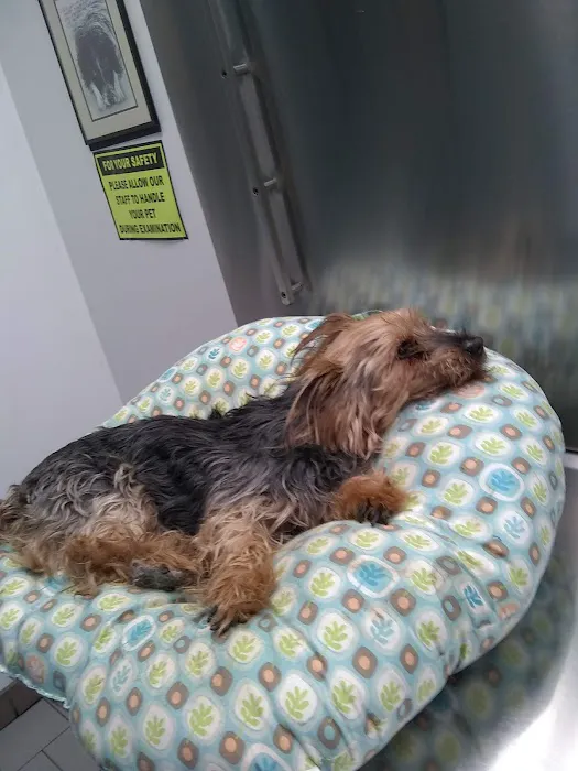 Babylon Animal Hospital 1