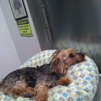 Babylon Animal Hospital ico