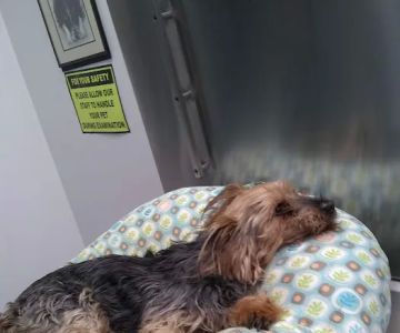 Babylon Animal Hospital