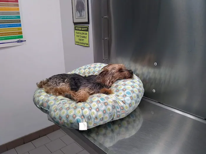 Babylon Animal Hospital 3