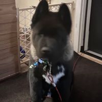 Vetco Vaccination Clinic ico