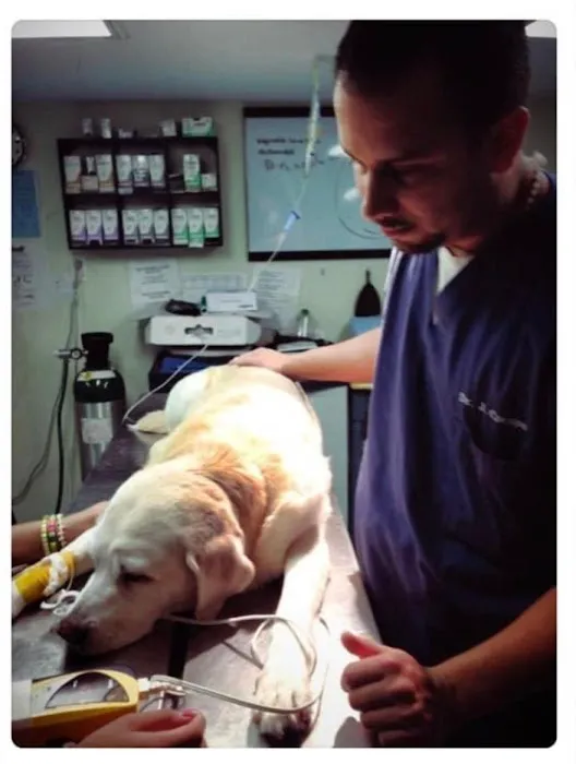 Suffolk Animal Hospital NY 1