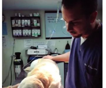 Suffolk Animal Hospital NY