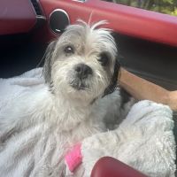 Veterinary Medical Center of Long Island ico