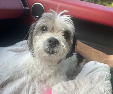 Veterinary Medical Center of Long Island
