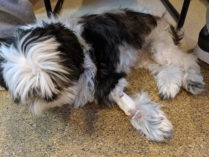 Veterinary Medical Center of Long Island 6