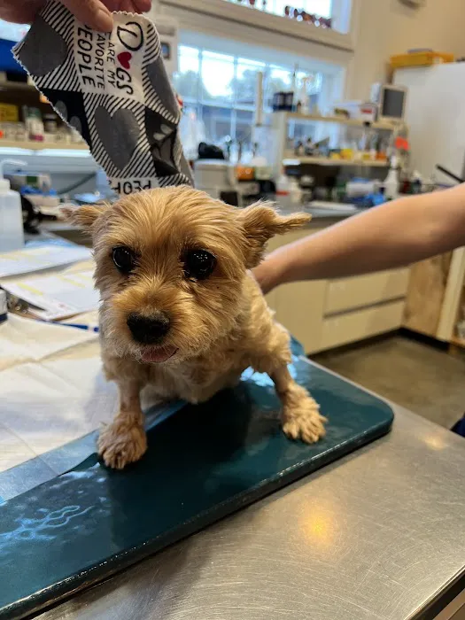 Veterinary Medical Center of Long Island 4
