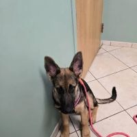 Veterinary Center of East Northport ico