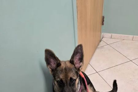 Veterinary Center of East Northport