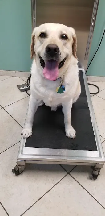 Veterinary Center of East Northport 4
