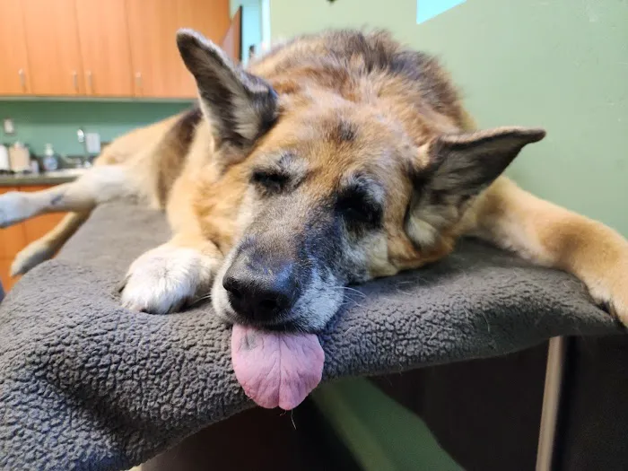 Veterinary Center of East Northport 5