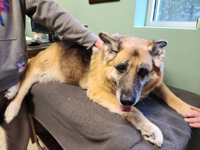 Veterinary Center of East Northport 2