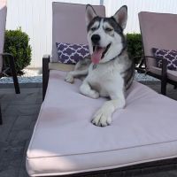 Peace Love Pets Veterinary Care, A Thrive Pet Healthcare Partner ico