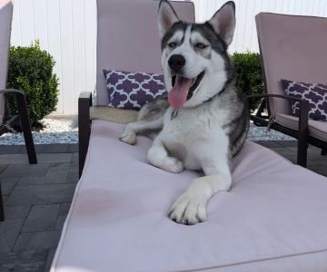 Peace Love Pets Veterinary Care, A Thrive Pet Healthcare Partner