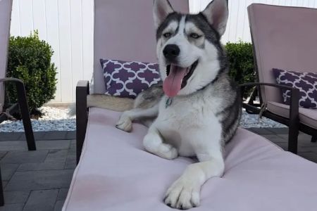 Peace Love Pets Veterinary Care, A Thrive Pet Healthcare Partner