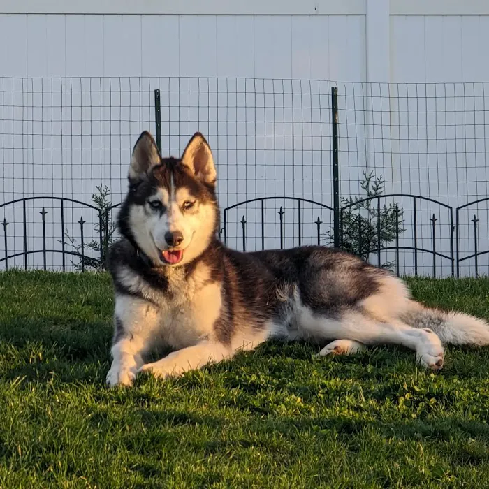 Peace Love Pets Veterinary Care, A Thrive Pet Healthcare Partner 12