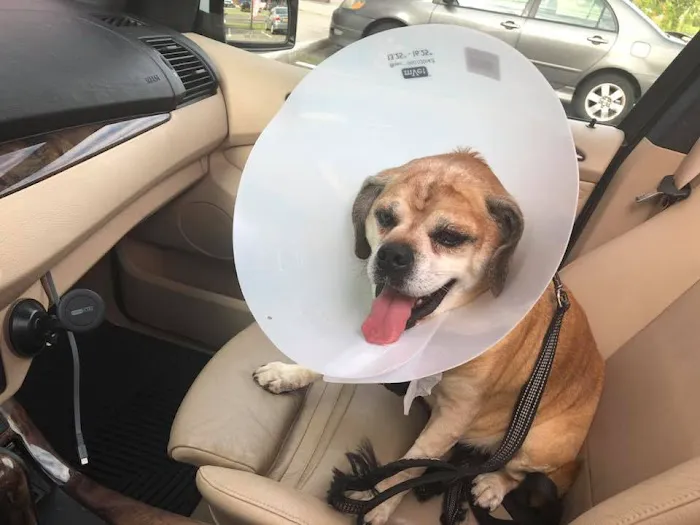 Peace Love Pets Veterinary Care, A Thrive Pet Healthcare Partner 12
