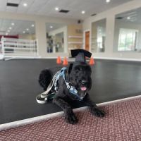 Healing Hands 4 Paws ico