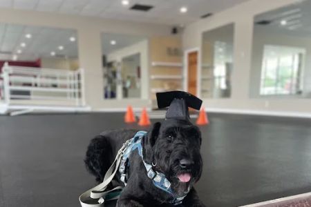 Healing Hands 4 Paws