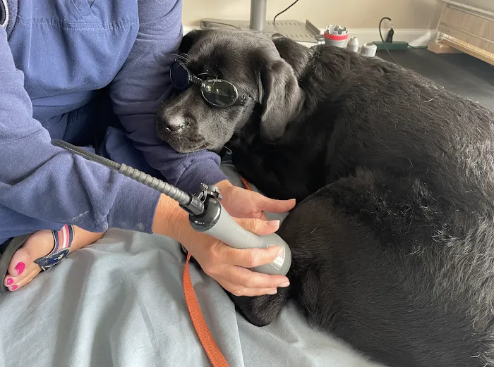 Healing Hands 4 Paws 10