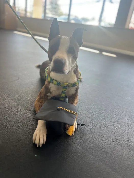 Healing Hands 4 Paws 4