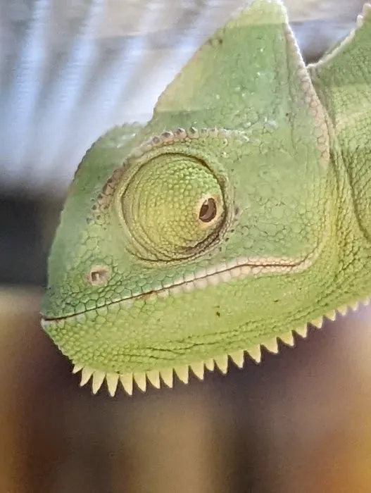 Petco 6